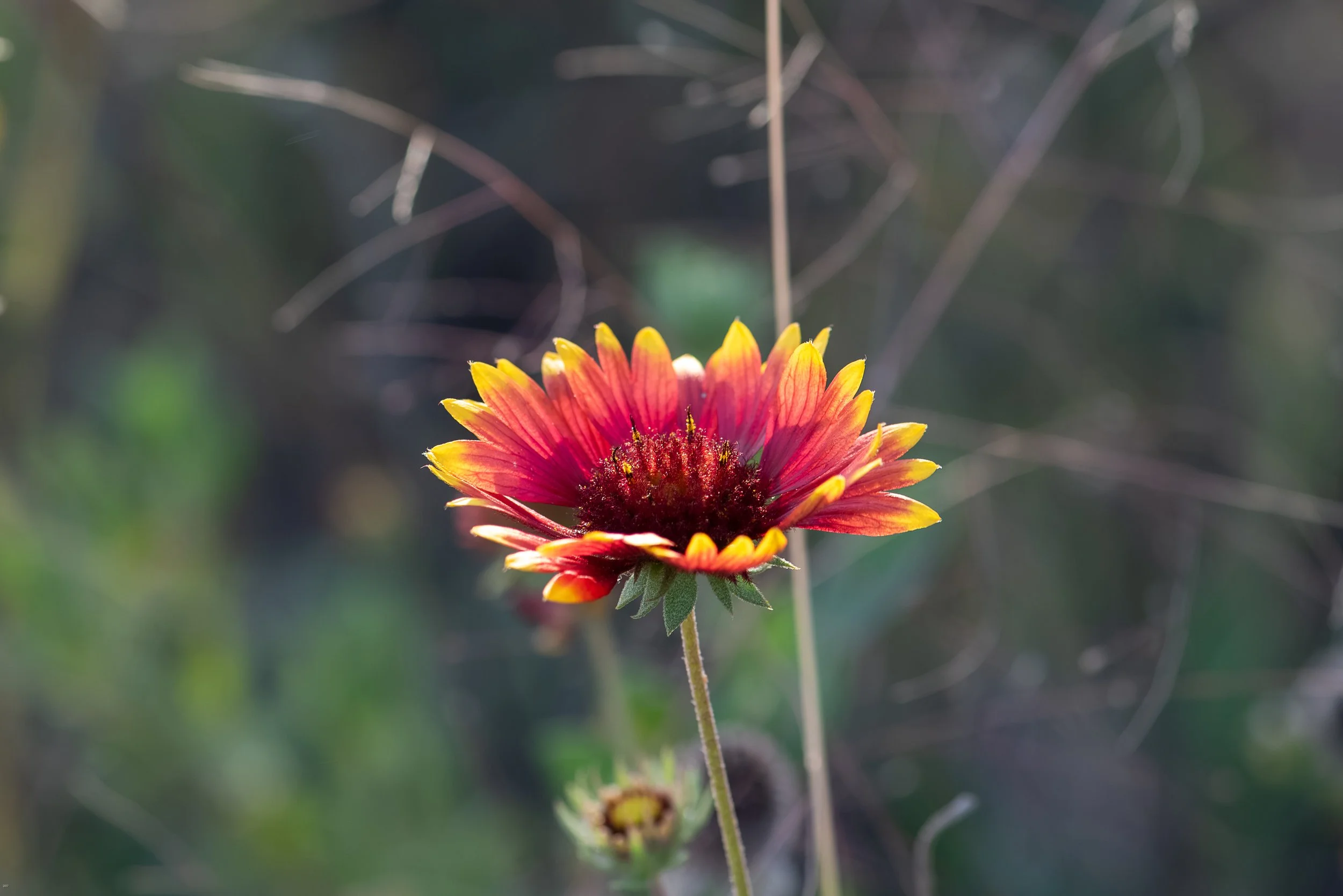 Wildflowers-1.jpg