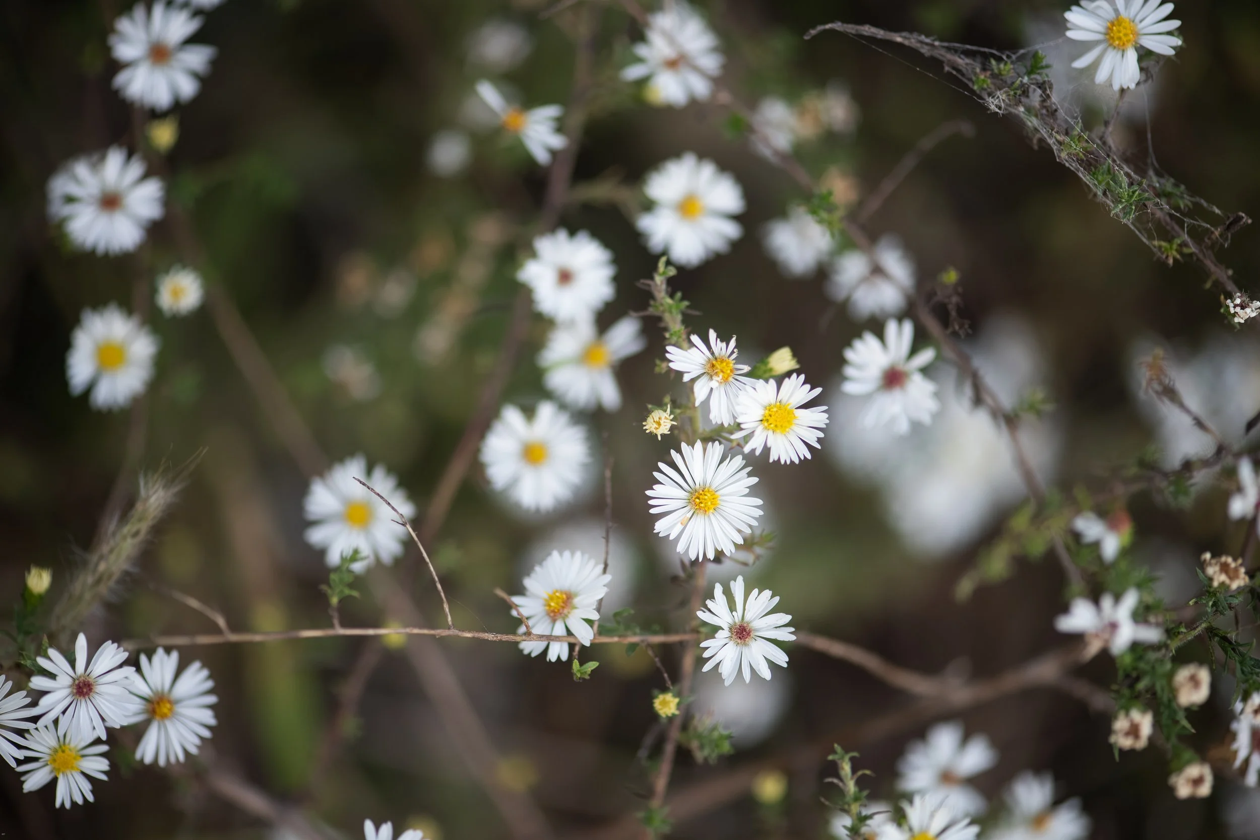 Wildflowers-7.jpg