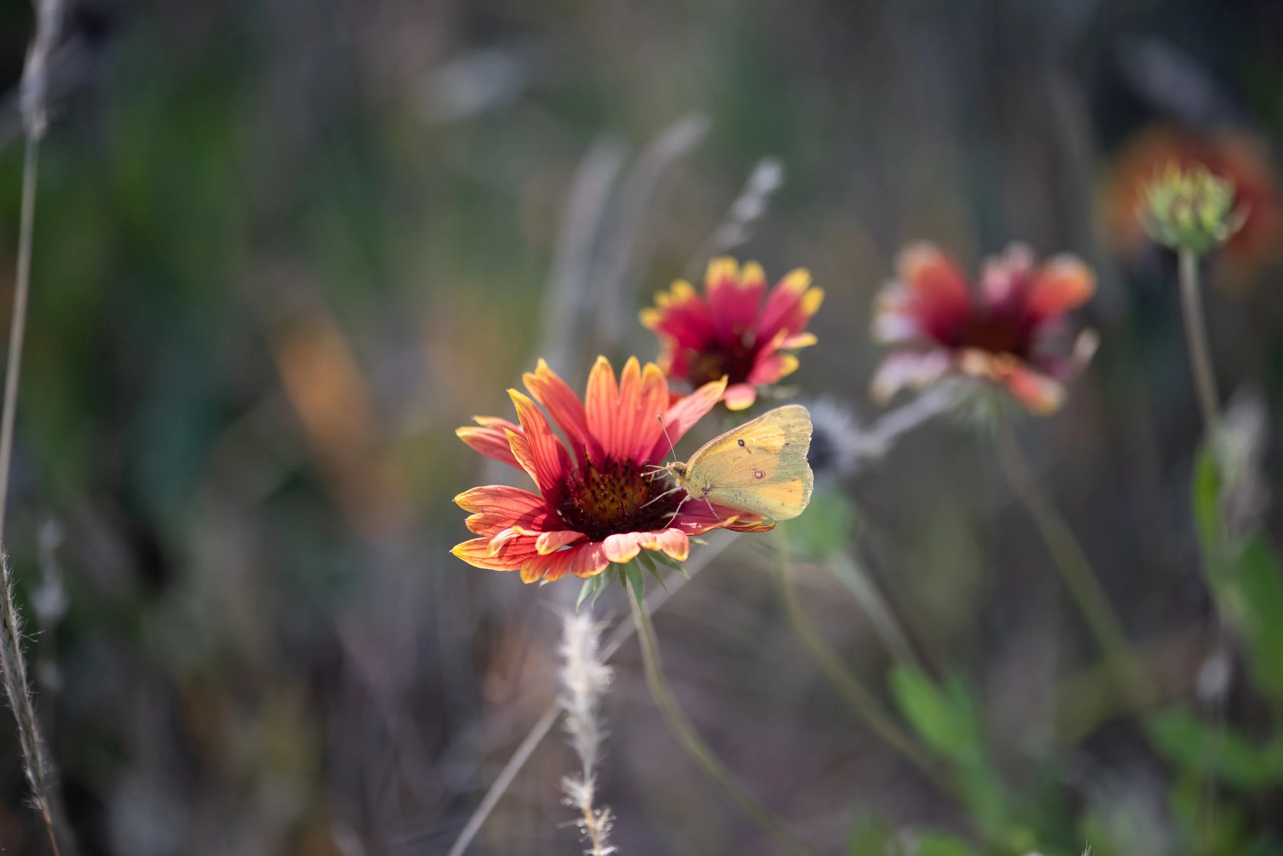 Wildflowers-2.jpg