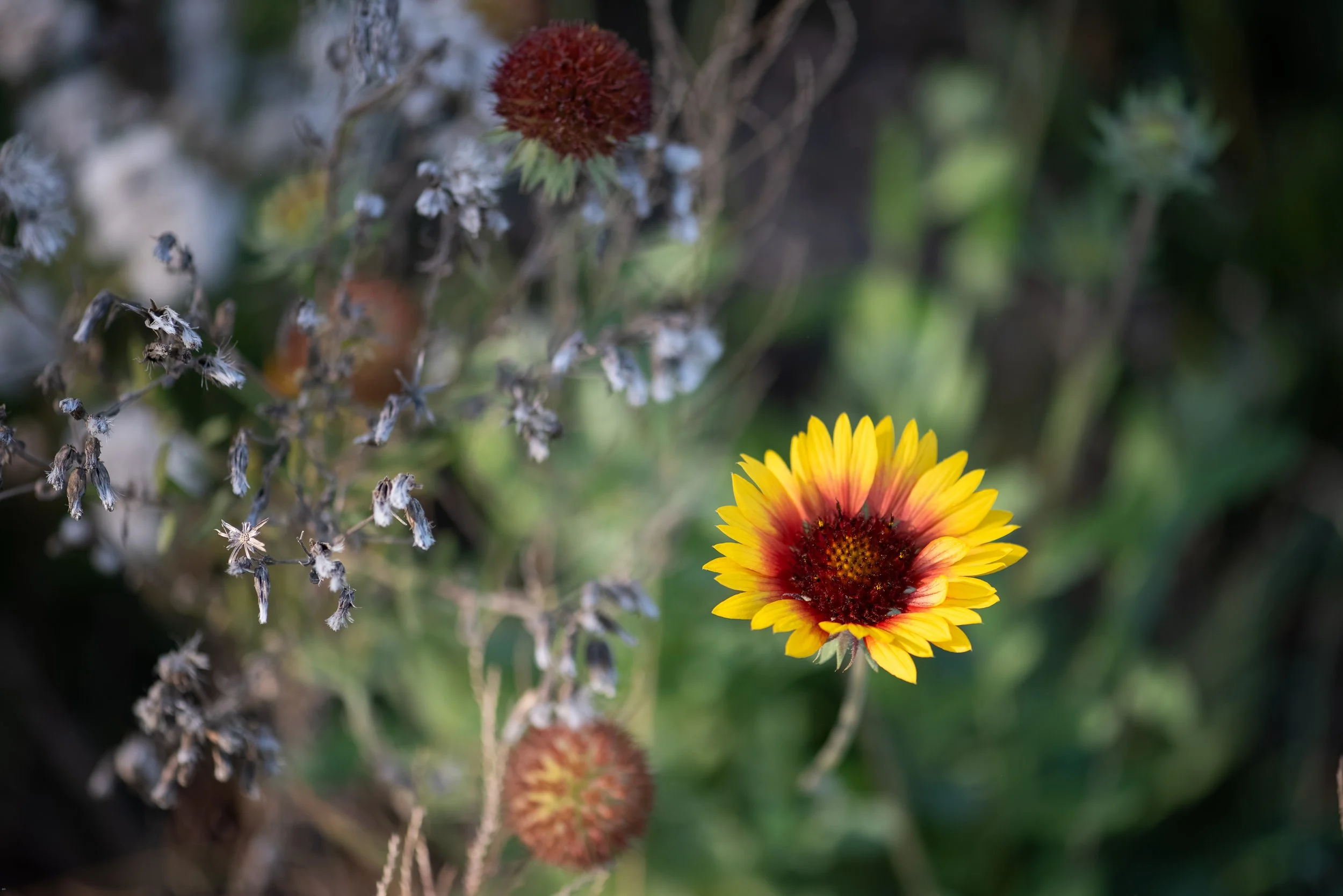 Wildflowers-3.jpg