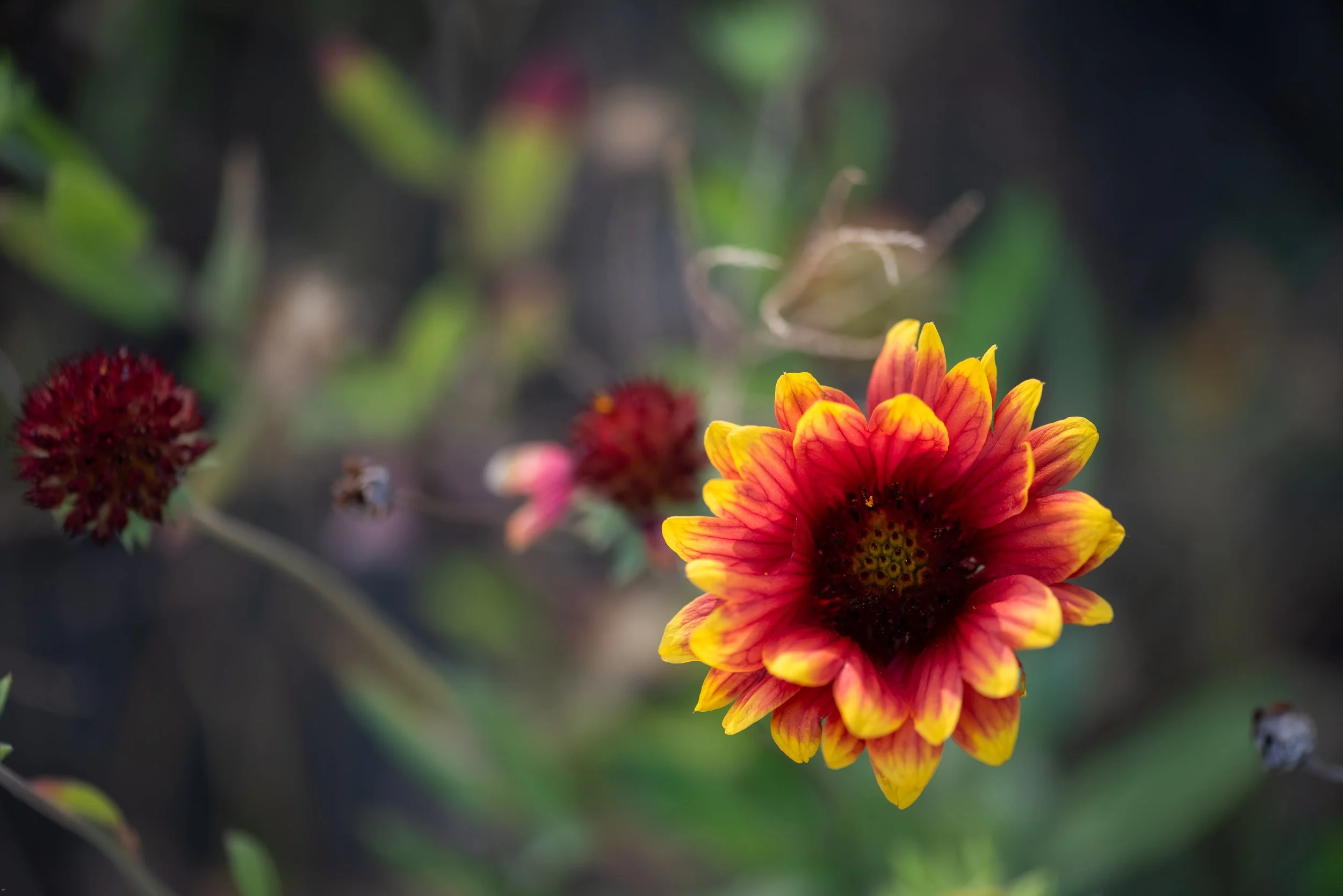 Wildflowers-4.jpg