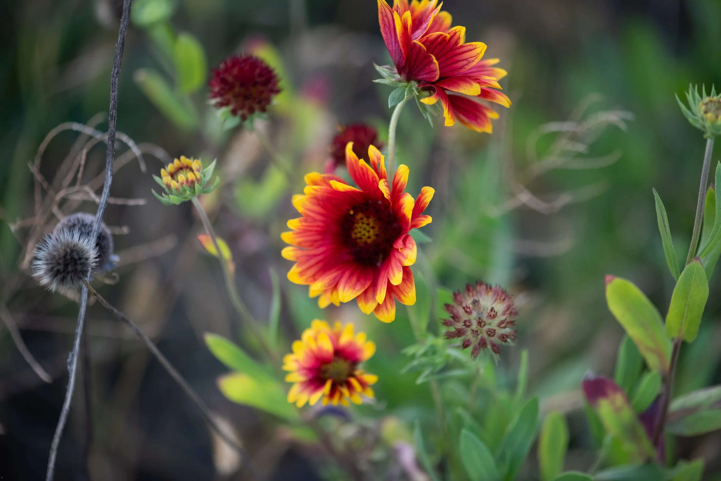 Wildflowers-5.jpg
