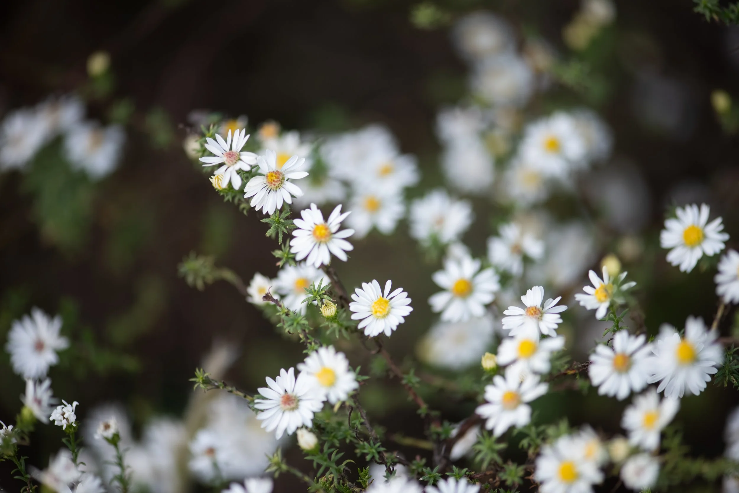 Wildflowers-6.jpg
