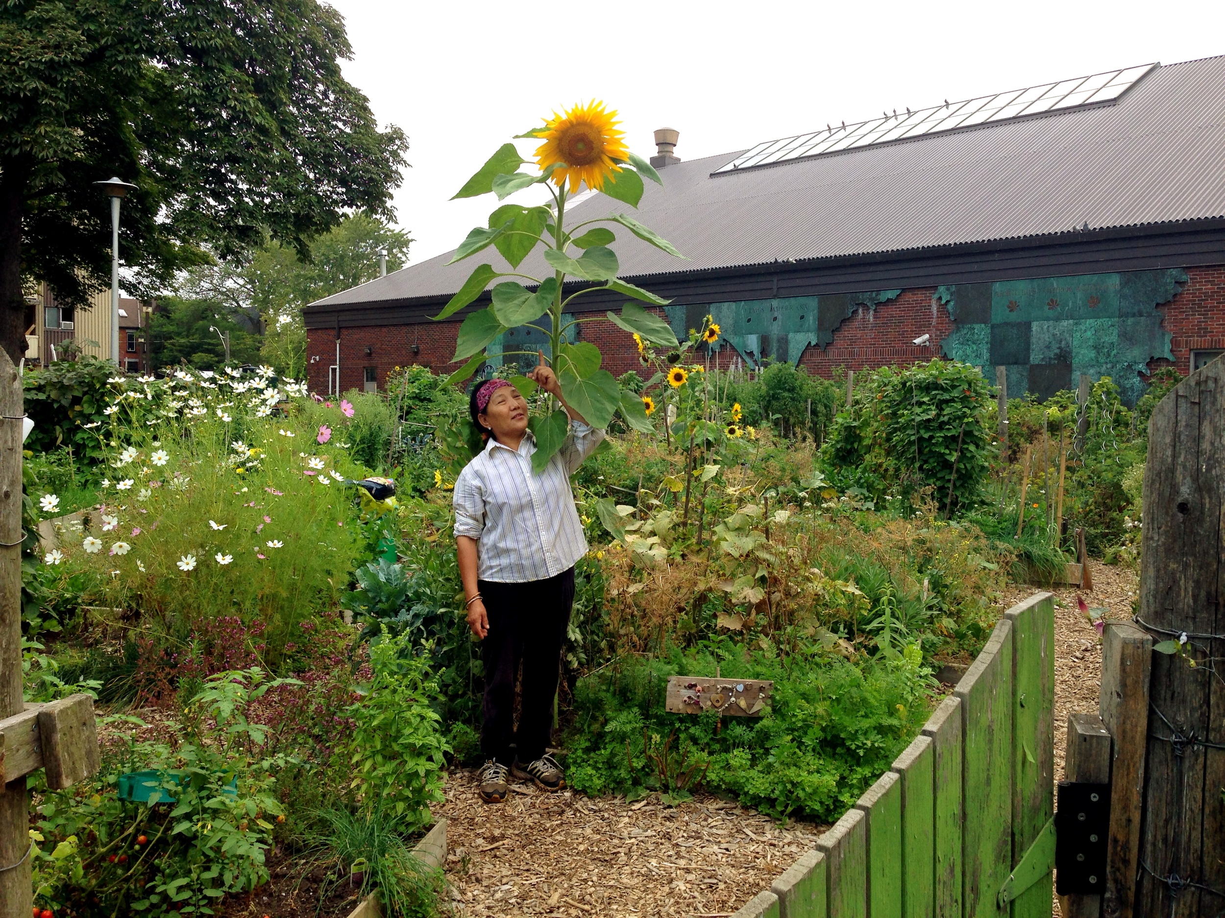  A woman standing in front of a very tall sunflower in the HOPE Community Garden 