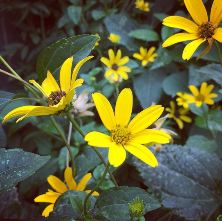 flowers.png