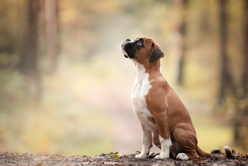 dog4.jpeg