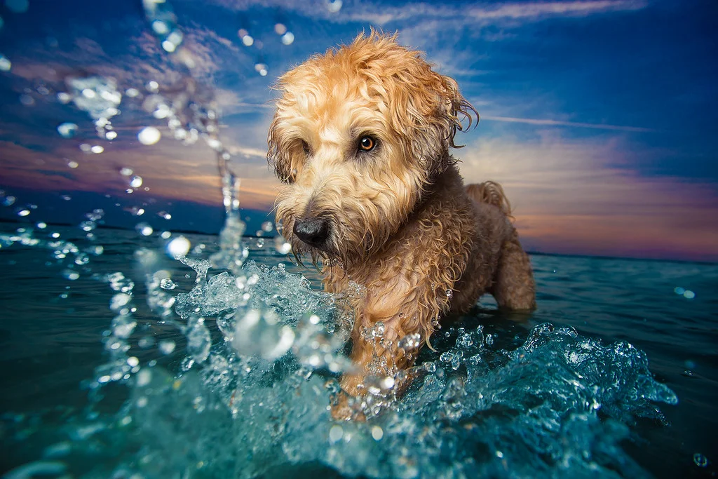 dog2.jpeg