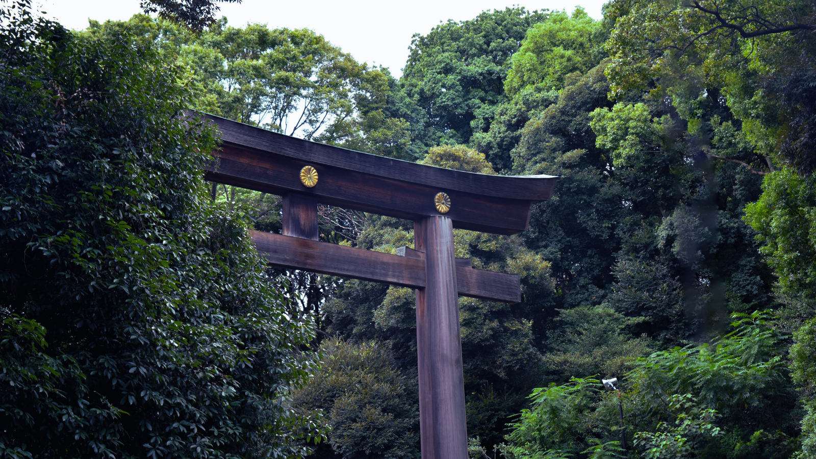 Large traditional wooden torii gate surrounded by dense green forest at a sacred shrine in Tokyo, Japan.