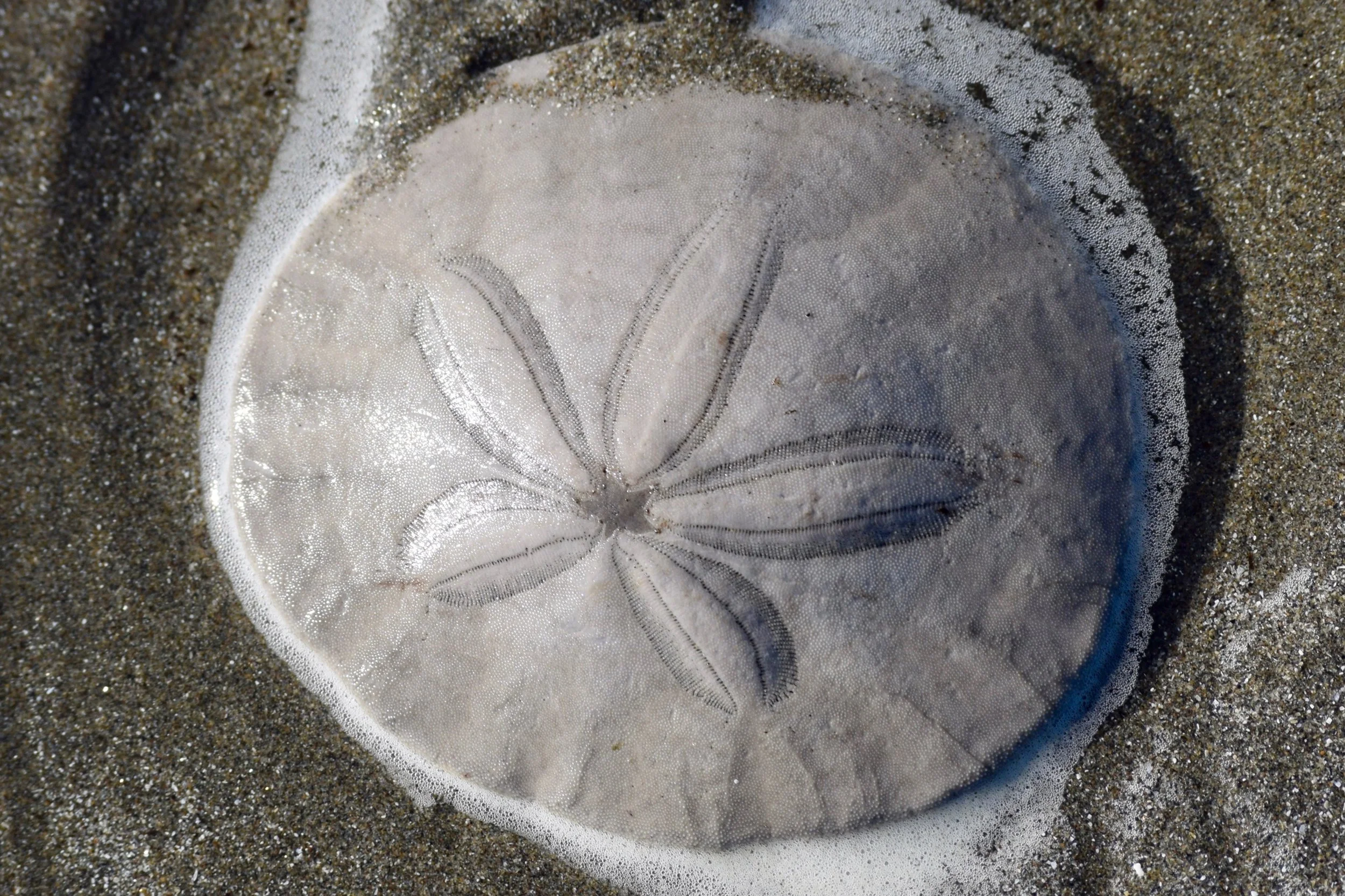 SandDollar