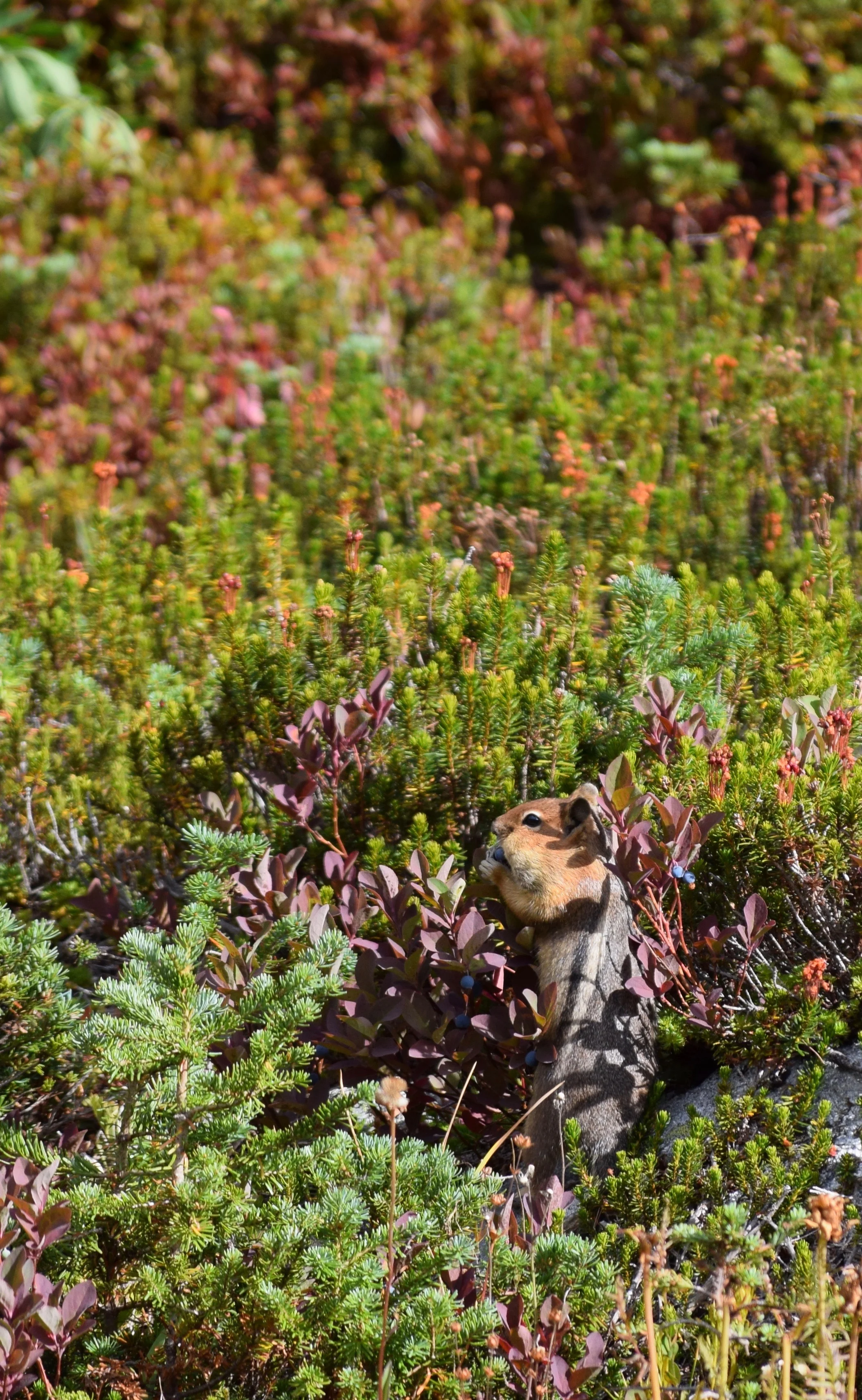 DSC_0101.jpg