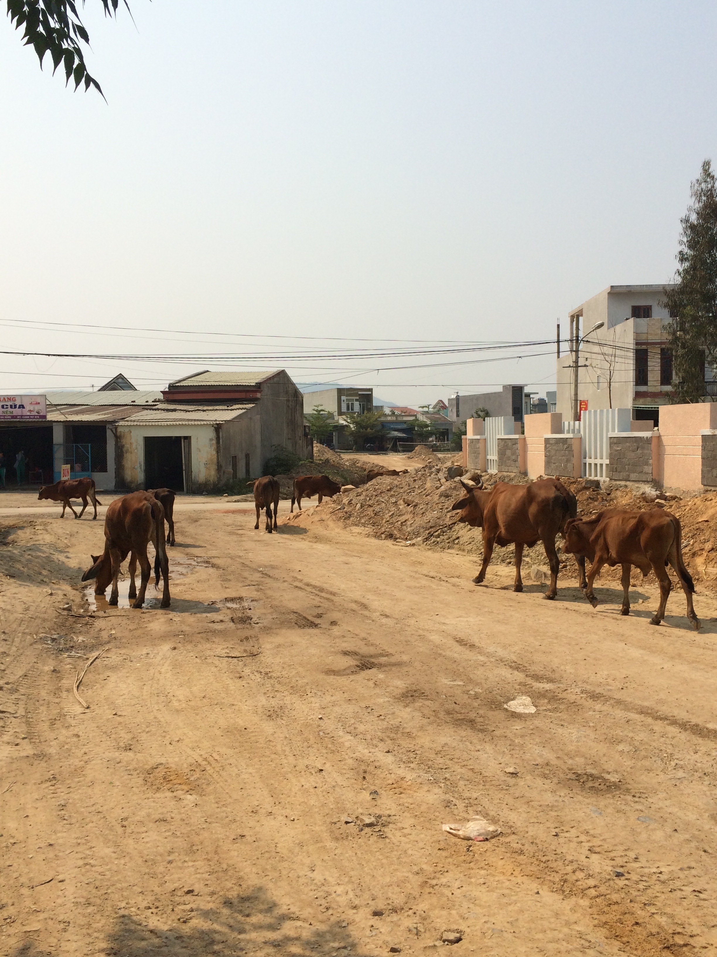 Cows hang out on the future site of the new water treatment plant to serve Da Nang, Vietnam
