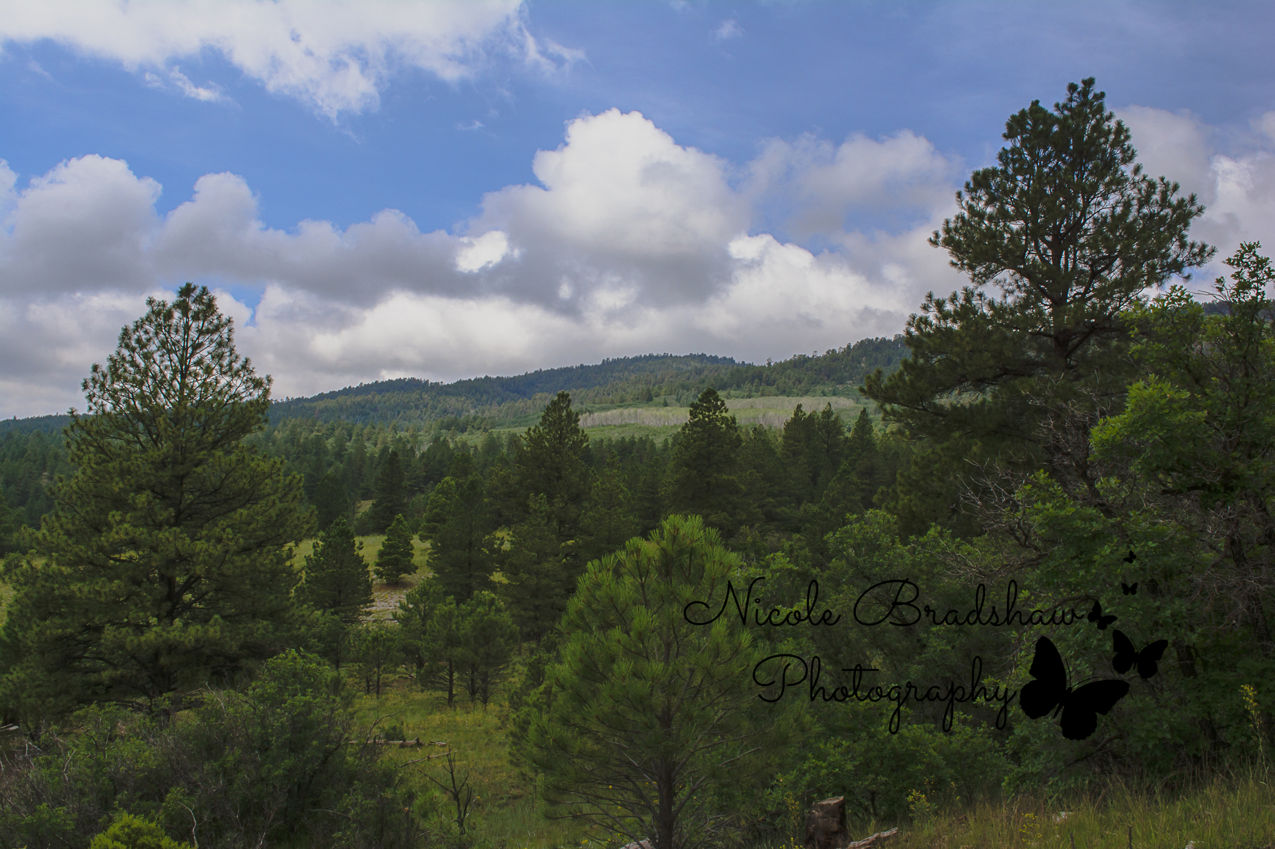Girl-Scouts-of-New-Mexico-Trails