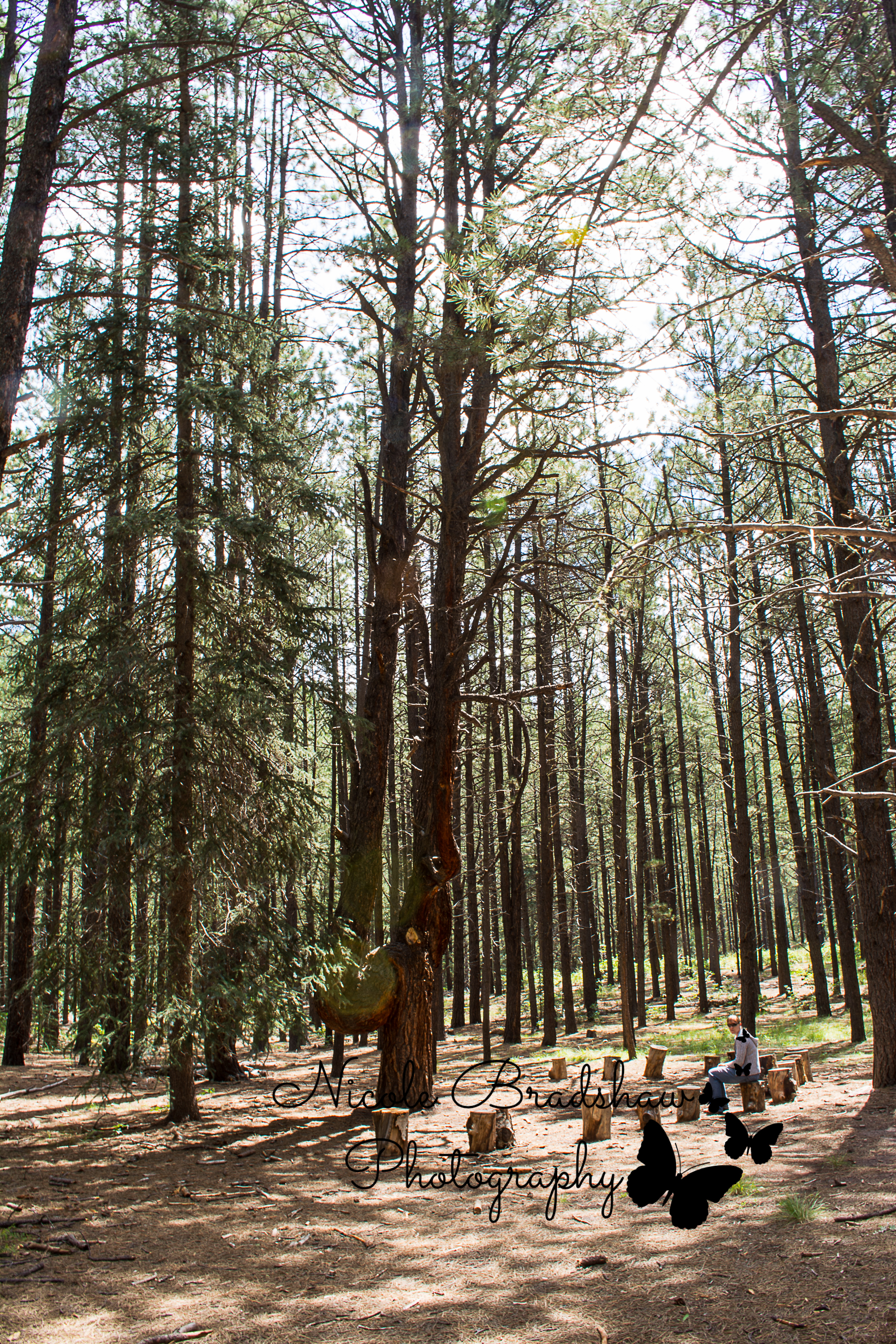 Girl-Scouts-of-New-Mexico-Trails