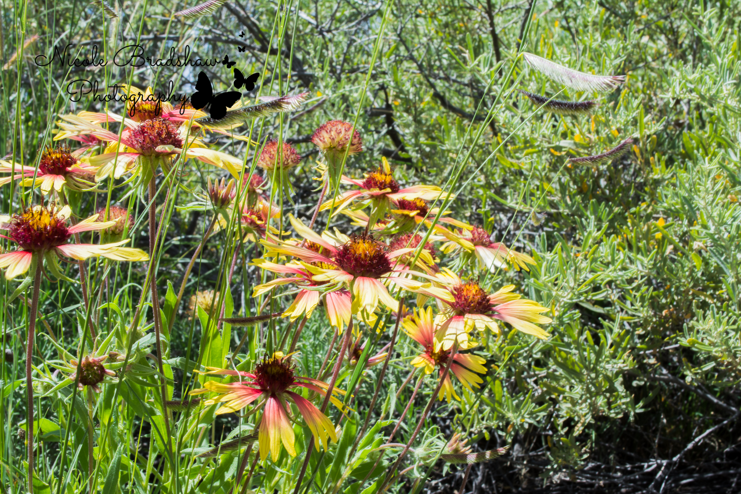 Albuquerque-New-Mexico-Photographer