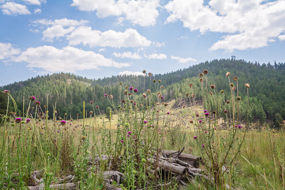 Rancho Del Chaparral Girl Scout Camp, New Mexico, Albuquerque Girl Scout, Wedding Photographer, Rio Rancho Portrait Photographer, Albuquerque Wedding Photographer, Santa Fe Wedding Photographer