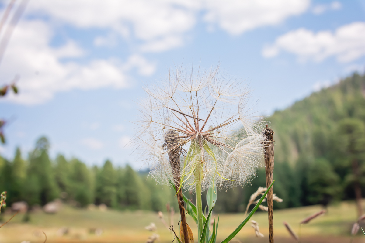 Girl Scouts of New Mexico Trails, Rancho Del Chaparral Girl Scout Camp, Albuquerque Girl Scout, New Mexico Wedding Photographer, Albuquerque Family Photographer, Santa Fe Photographer