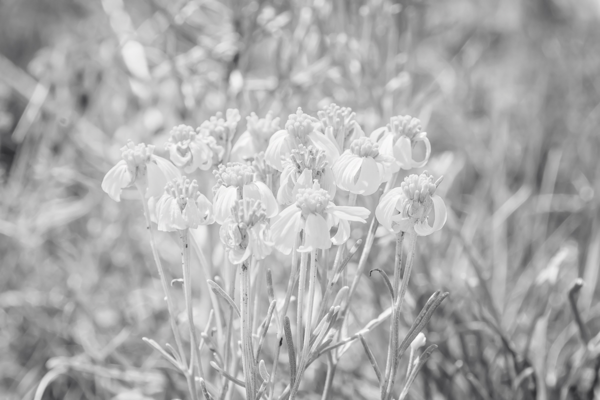 Girl Scouts of New Mexico Trails, Girl Scout Camp, Lifetime Girl Scout, Girl Scout Photographer, Albuquerque Family Photographer, Santa Fe Wedding Photographer, Rio Rancho Photographer