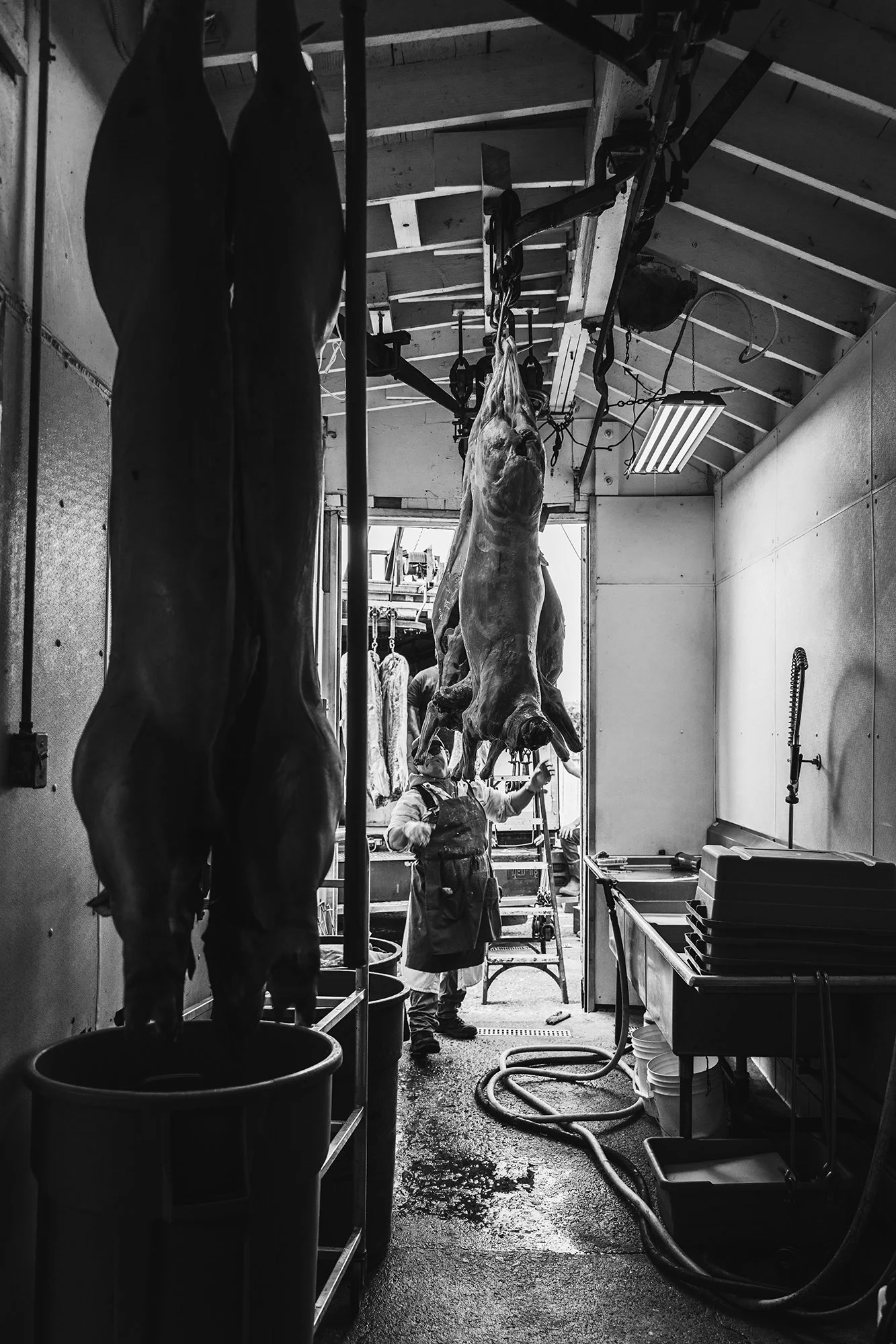 More images of pigs, hanging in the freezer ready to be butchered