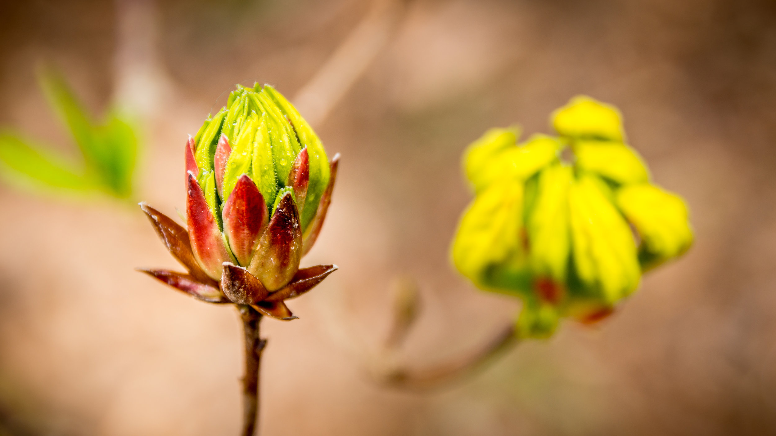Summer & Spring