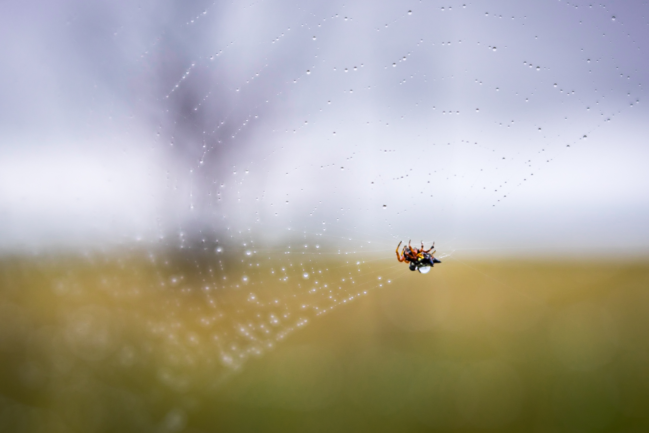 Velvet Web