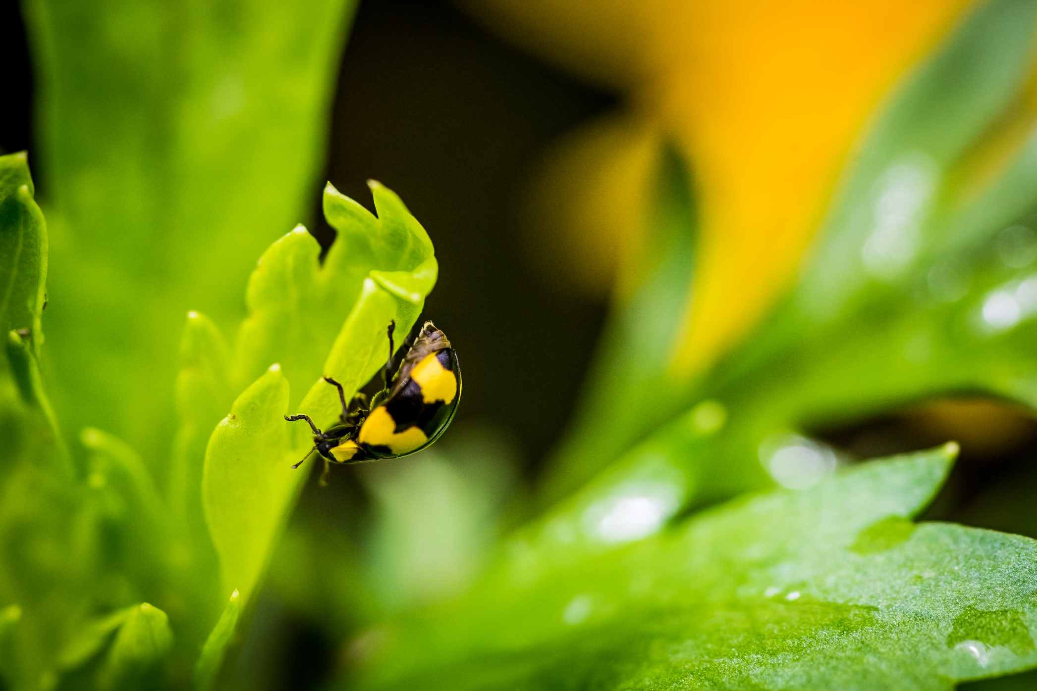 Lady's On the Move
