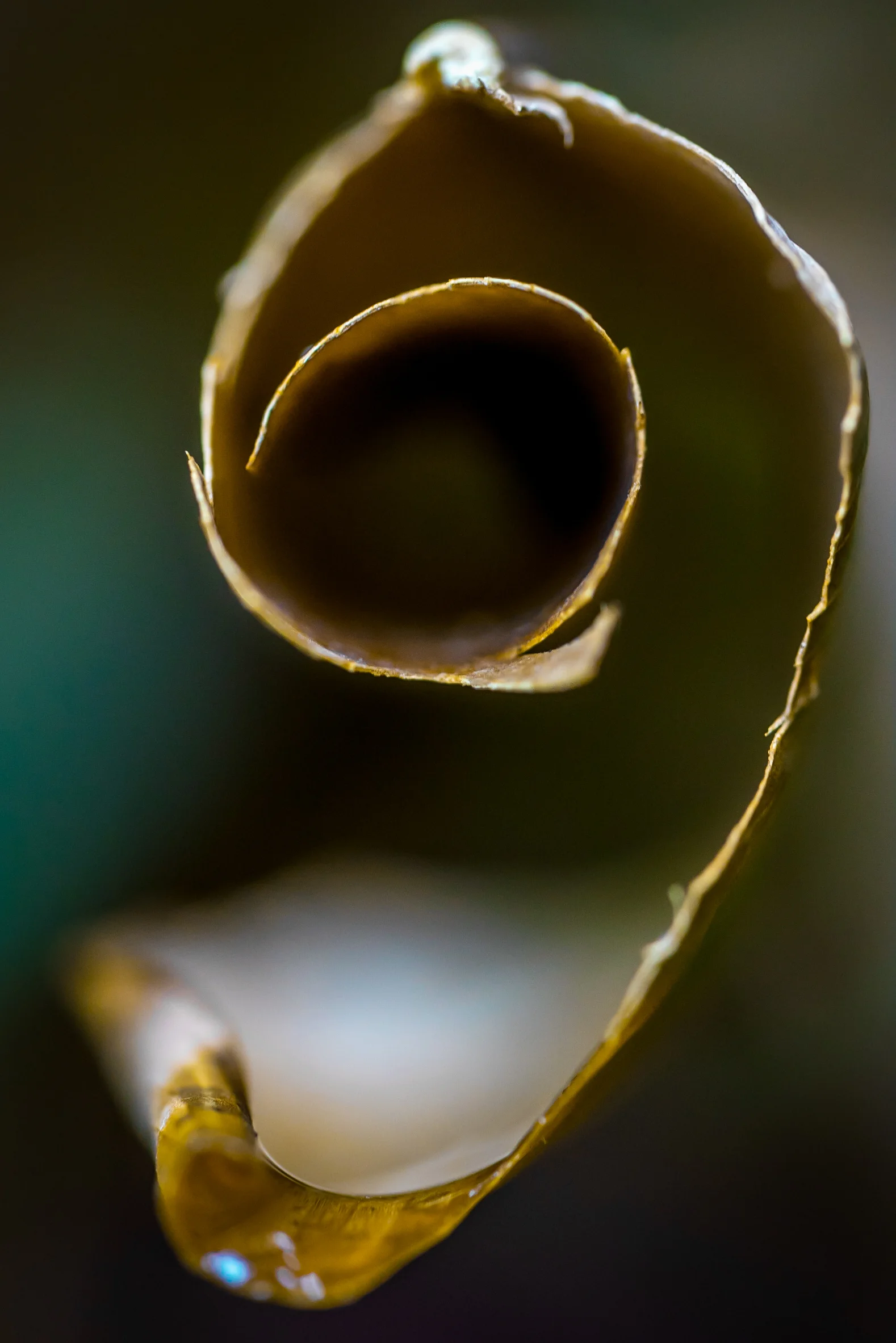Golden Spiral
