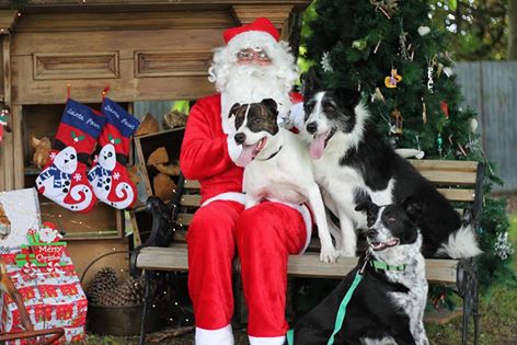 Debbie Woods Source: https://www.facebook.com/goldenpaws.co.nz/posts_to_page/