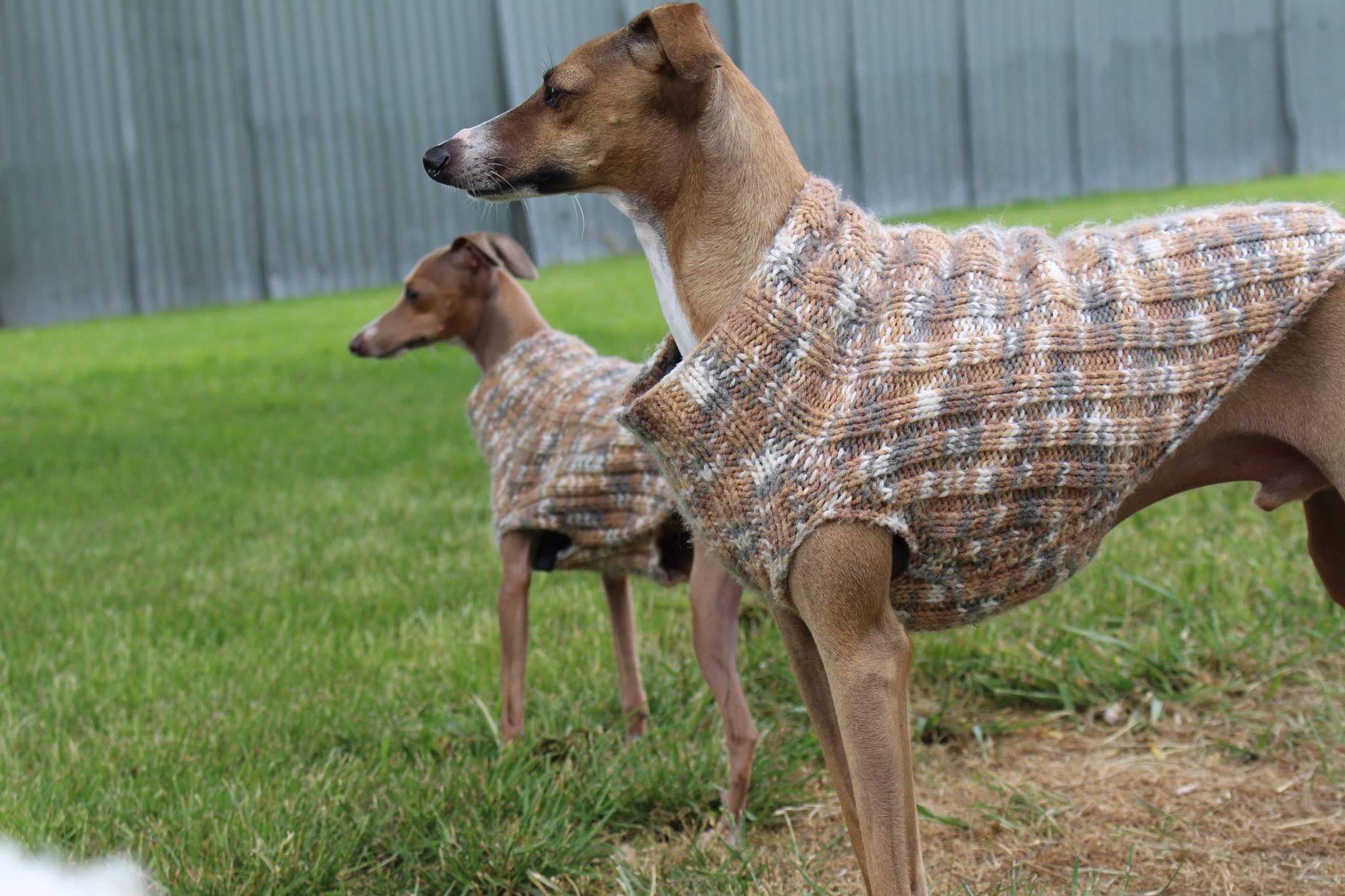 Thanks Golden Paws for doing such a great job with my two little rascals! Jane takes Leo and Buttons out for a walk twice a week. They always come back tired and with a grin on their face! I 100% recommend Golden Paws. I personally wouldn't trust anyone other than Jane to do the job! Kylie Houston Source: https://www.facebook.com/goldenpaws.co.nz/reviews/