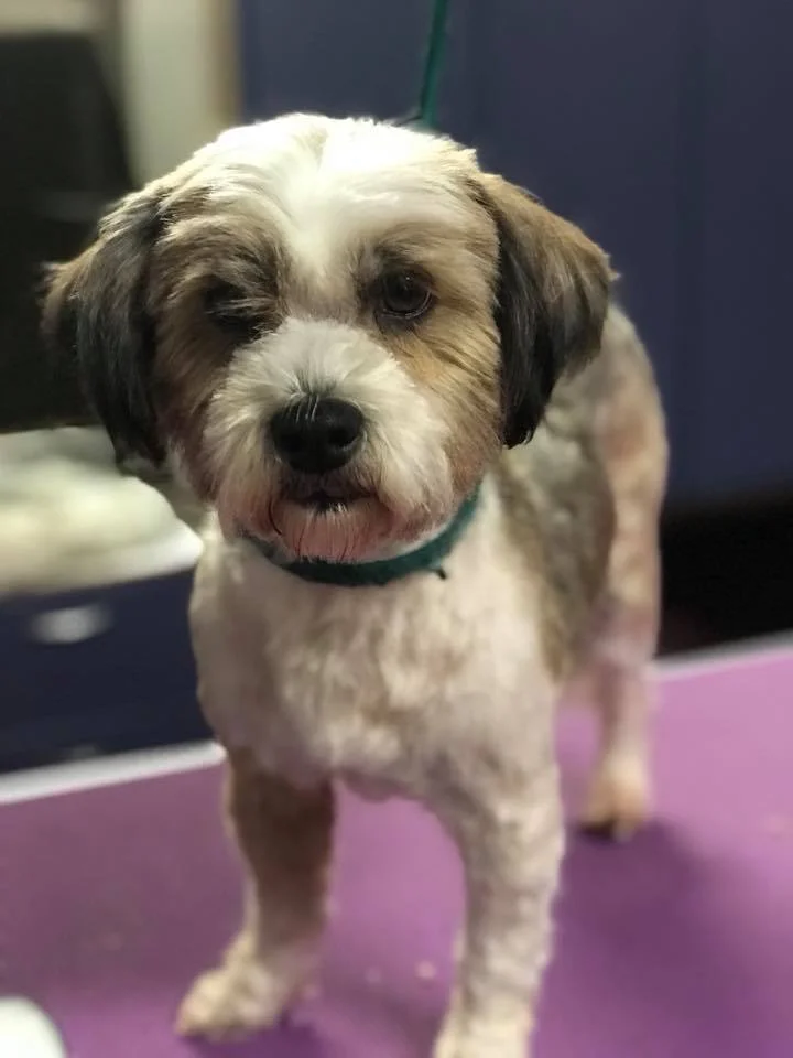 What my weevil groomed today and you went above and beyond. She looks great and you were great to seal with, and accomadated my busy work schedule and when my dog took longer than expected, you offered to drop her home. Thankyou! Porscha Coley Source : https://www.facebook.com/pg/goldenpaws.co.nz/reviews/?ref=page_internal