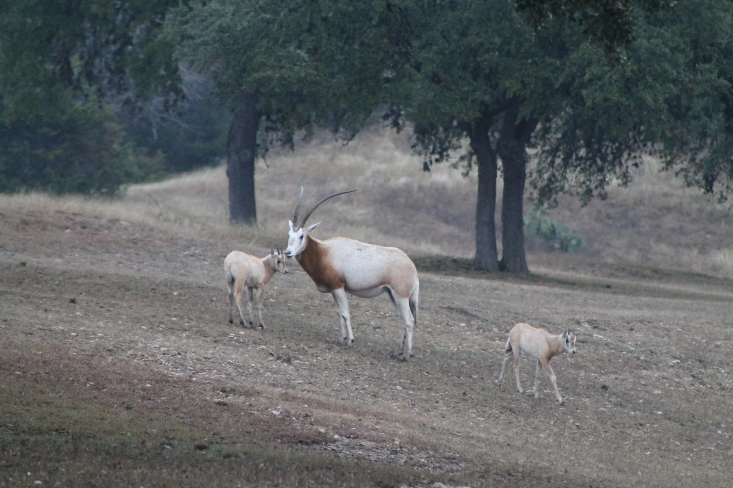 Oryx.jpg