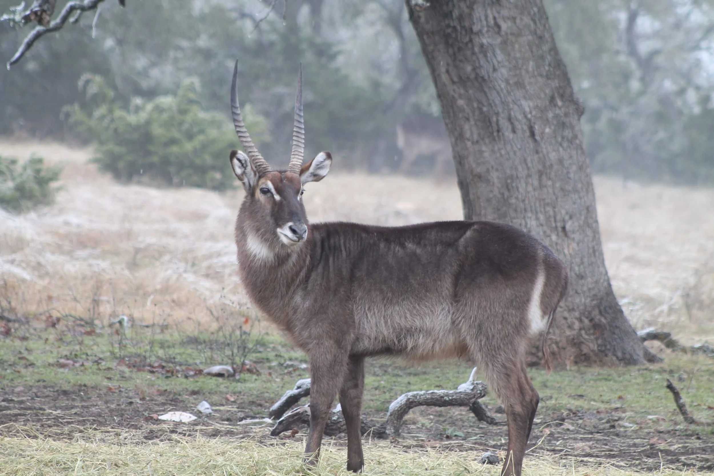 Waterbuck