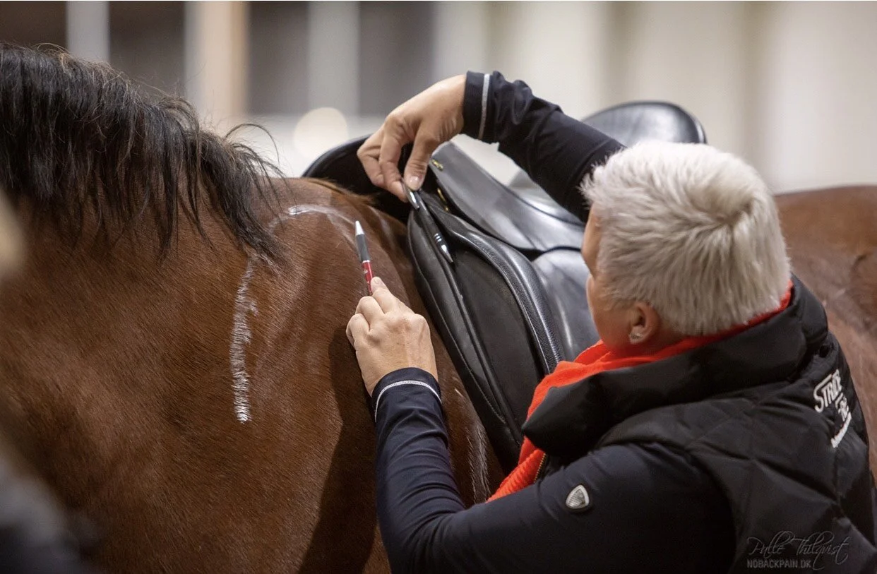 Saddlefitting Franken + Berlin / ABGESAGT AUFGRUND DER AKTUELLEN SITUATION