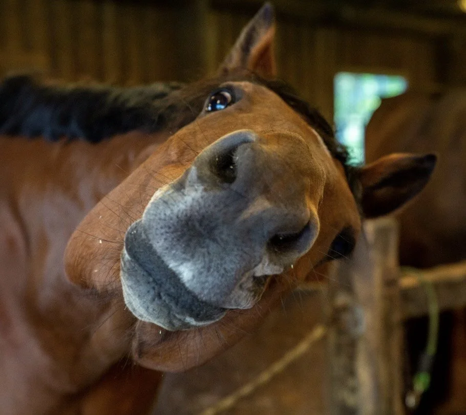 Saddlefitting Linz / Graz