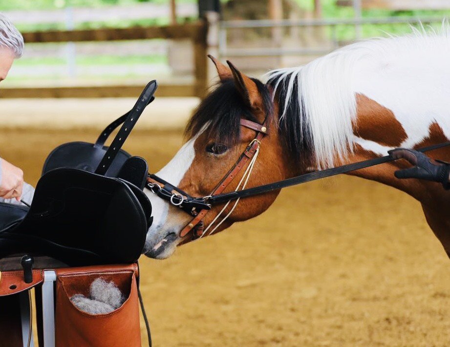 Saddlefitting England