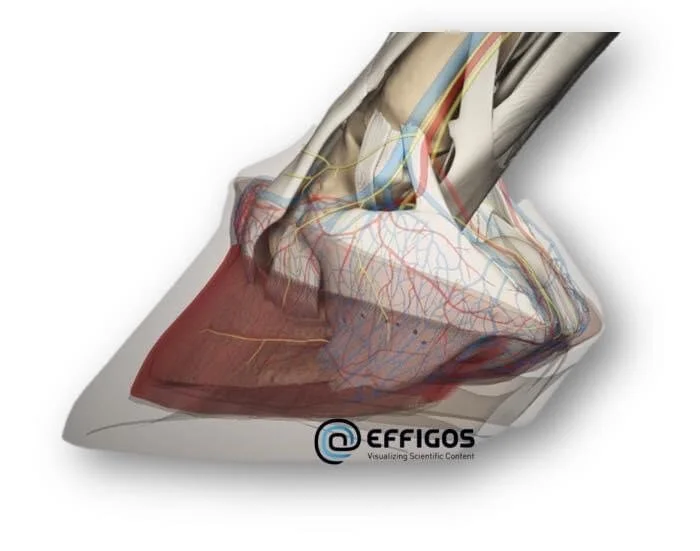 Webinar - Der Huf, Anatomie und Biomechanik der einzigartigen Zehenspitze des Pferdes! Kriemhild Morgenroth Saddlery mit Prof. Dr. Mülling