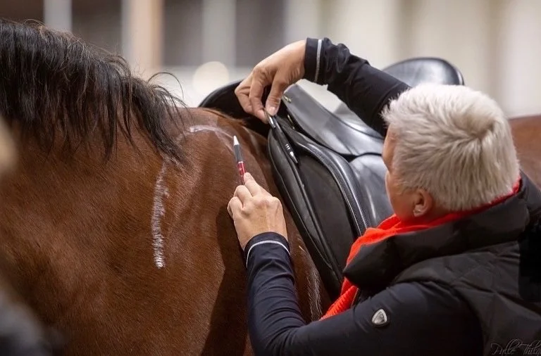 Saddlefitting Norddeutschland (Lüneburger Heide, Hamburg), Dänemark und Berlin