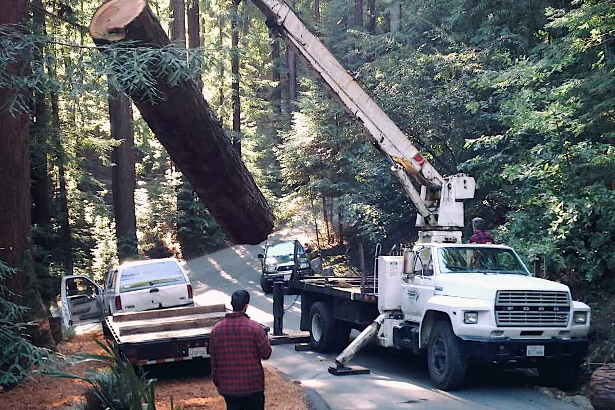 redwoodtree.jpg