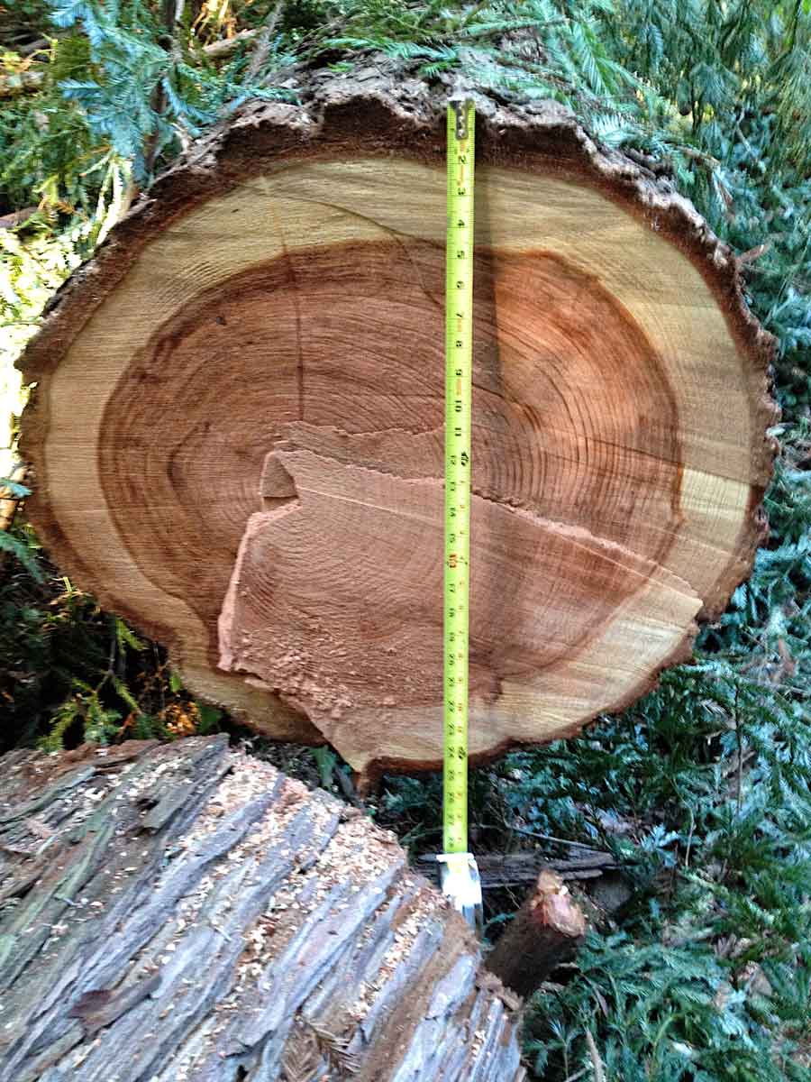 Redwoodtree.jpg
