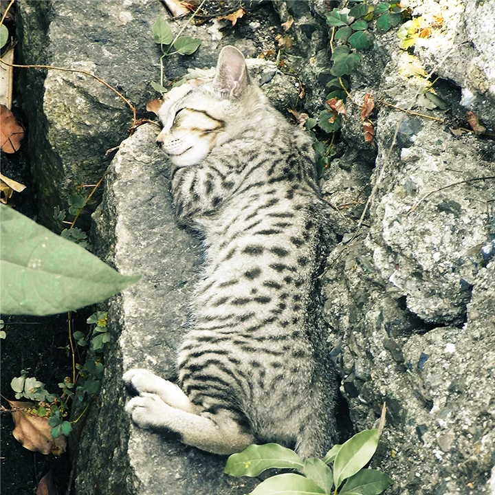 a nap