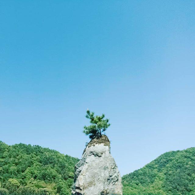 #alone #pinetree #trees #bluesky #watched #greens #fresh #beautifulday #artificial #nature #keepgoing #rock #fornextgeneration #photographoftheday #photography