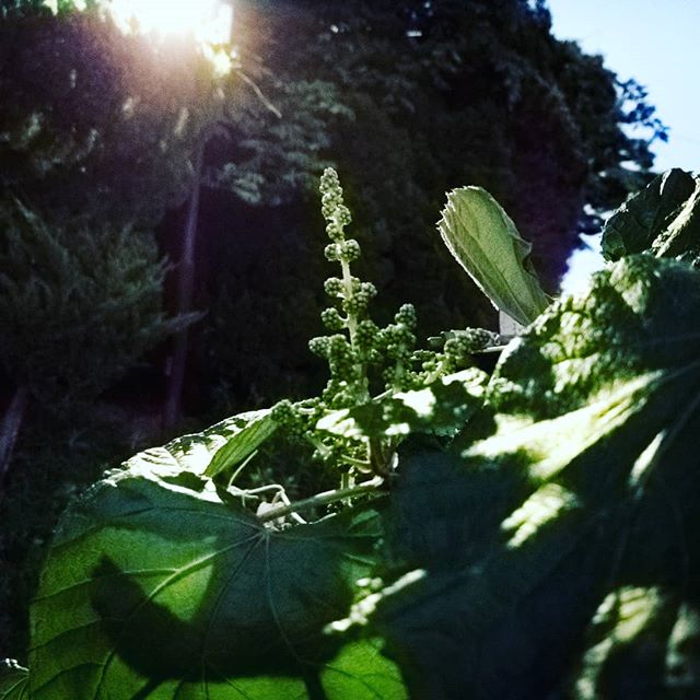 #bud #green #lit #atnight #strong #leaves #photosynthesis #parkinglot #nature #beautiful #photographoftheday #photography #artificial #home