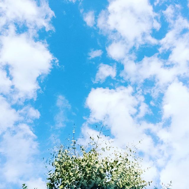 #anotherbeautifulday #bluesky #nicegreen #clouds #tree #studio #morning #photographoftheday #refreshing #startingday