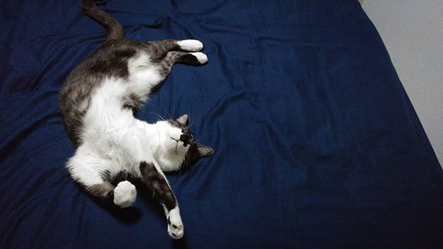 #insleep #reallysleeping #dancinginsleep #inmybed #ourcat #funny #leavemealone #cat #photographyoftheday #indream #photograph #photooftheday