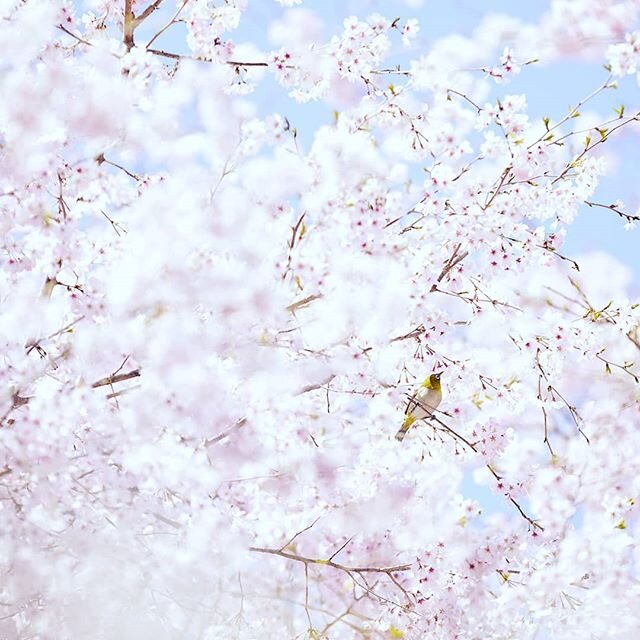 #spring #cherryblossom #hope #future #px3StayAtHome #photography