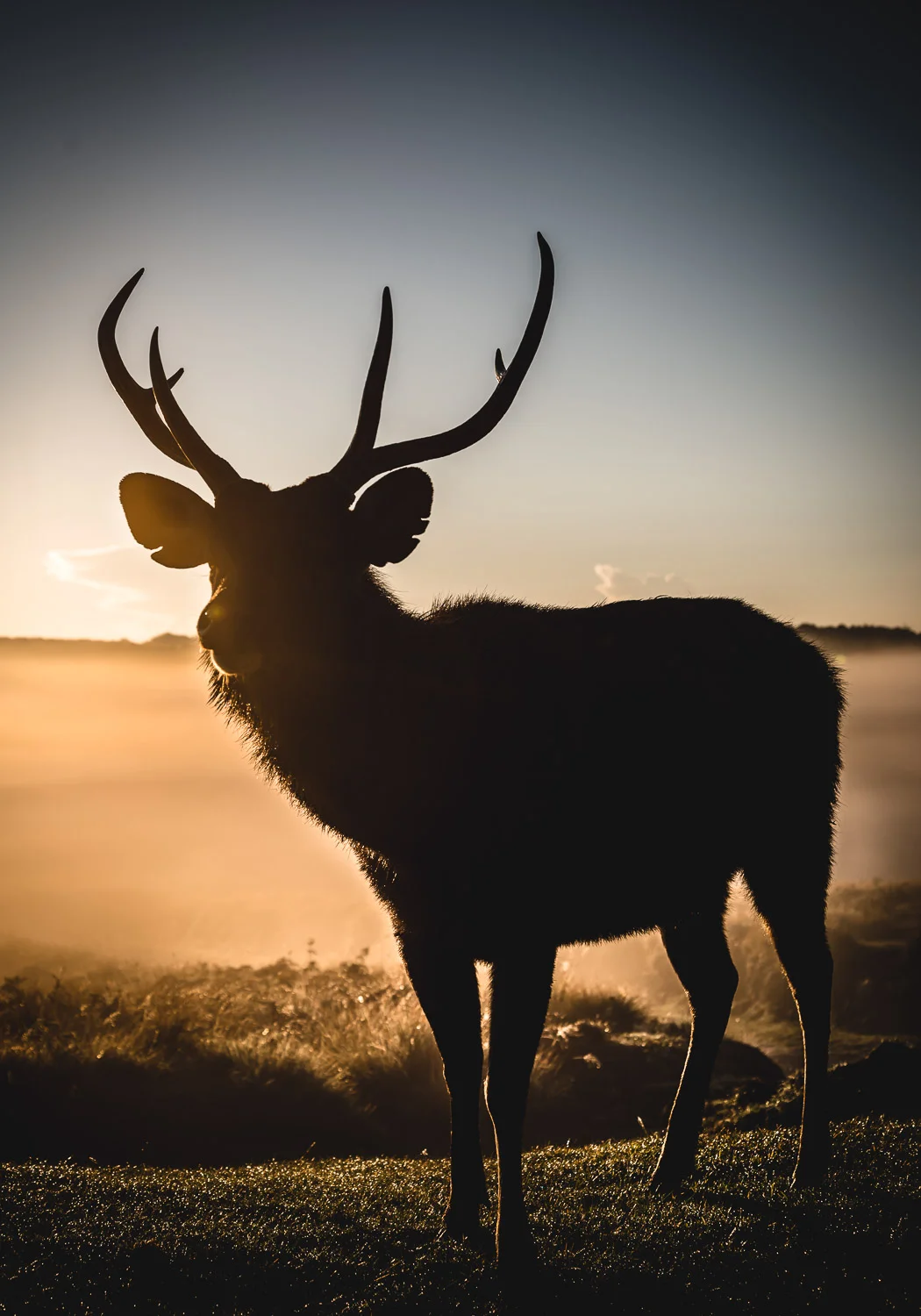 Deer