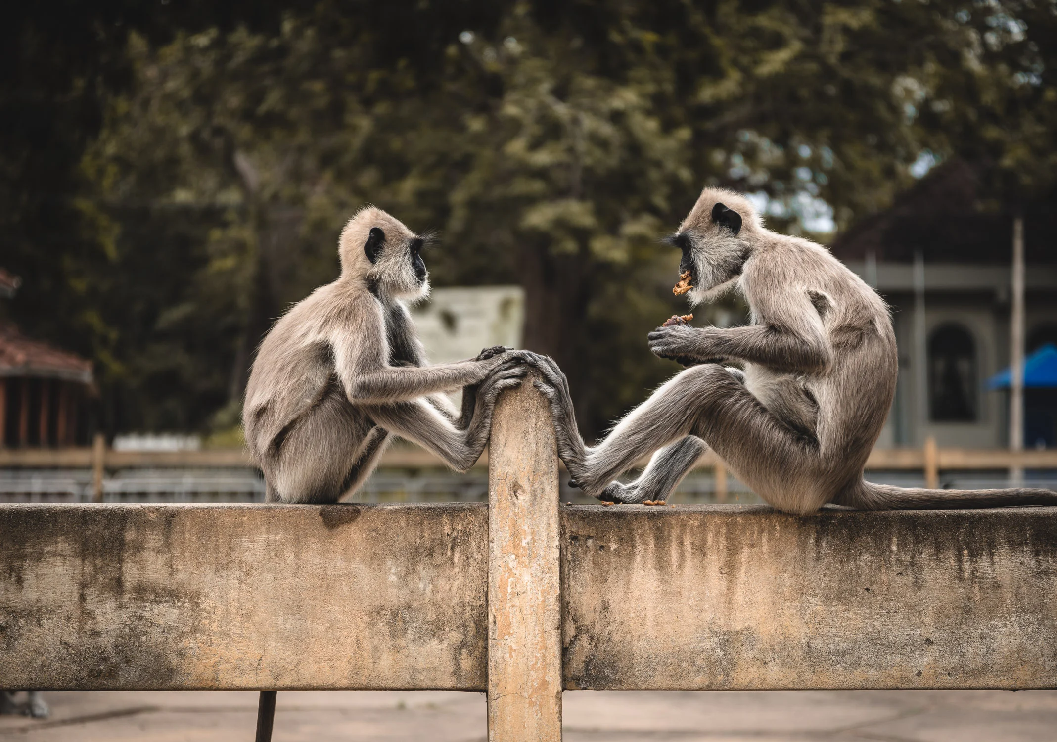 SriLanka_00622.jpg