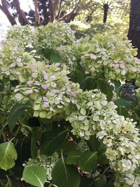 Hydrangea Gardens