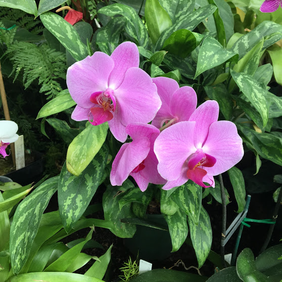 orchids-wellington-new-zealand.JPG