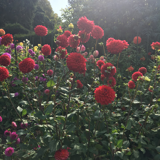 dahlia-garden.JPG