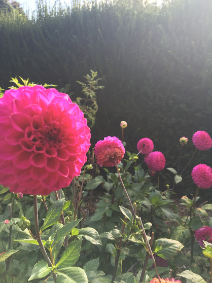 pink-dahlia.JPG